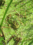 SX15223 Marsh Frog (Rana ridibunda) covered with duckweed (Pelophylax ridibundus) in ditch.jpg